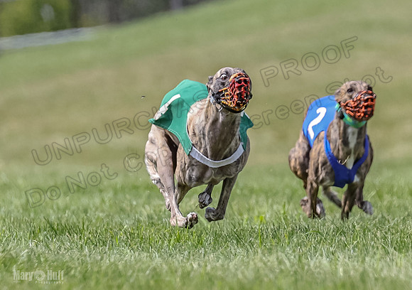 Program 2, Race 8 Talim Tristan Tara Veela Frankie Eagle-1904