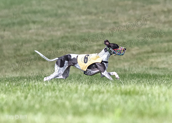 Program 2, Race 2 Gambit Fia Chuch Bolty Nathalia Trillian-1682