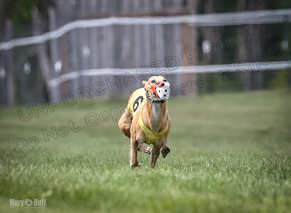 Program 2, Race 4 Sting Charlotte Riley Bogie Jethro-1731