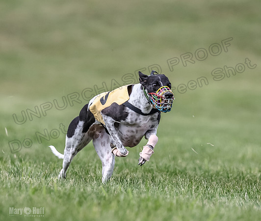 Program 2, Race 3 Roxy Tissy tina Denim Tusi-1714
