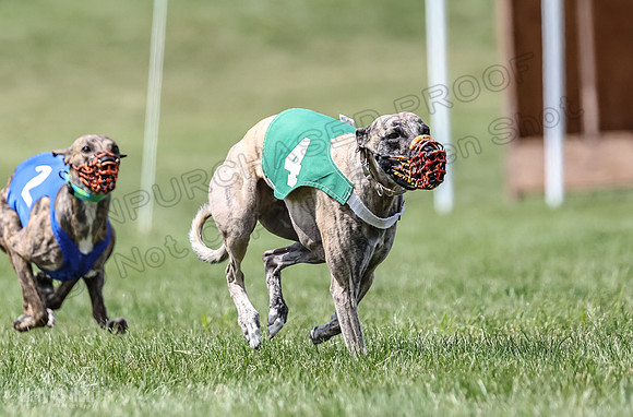Program 2, Race 8 Talim Tristan Tara Veela Frankie Eagle-1910