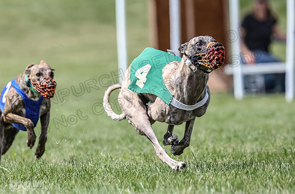 Program 2, Race 8 Talim Tristan Tara Veela Frankie Eagle-1911