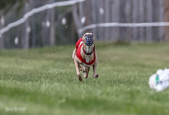 Program 2, Race 3 Roxy Tissy tina Denim Tusi-1701