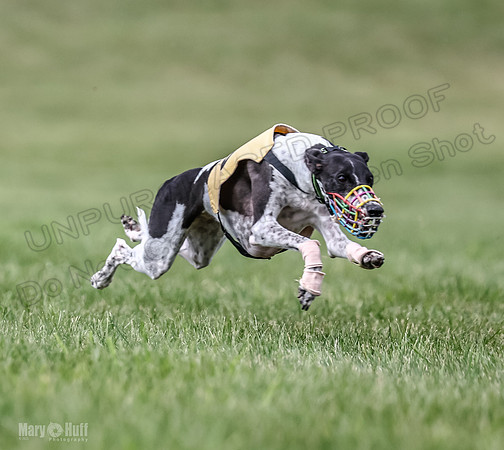 Program 2, Race 3 Roxy Tissy tina Denim Tusi-1715