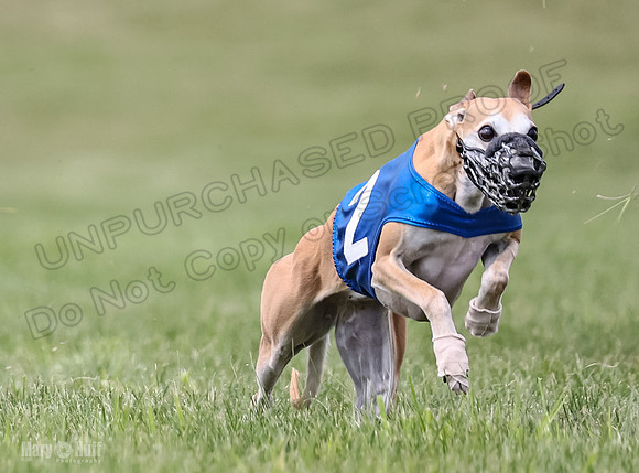 Program 2, Race 2 Gambit Fia Chuch Bolty Nathalia Trillian-1654