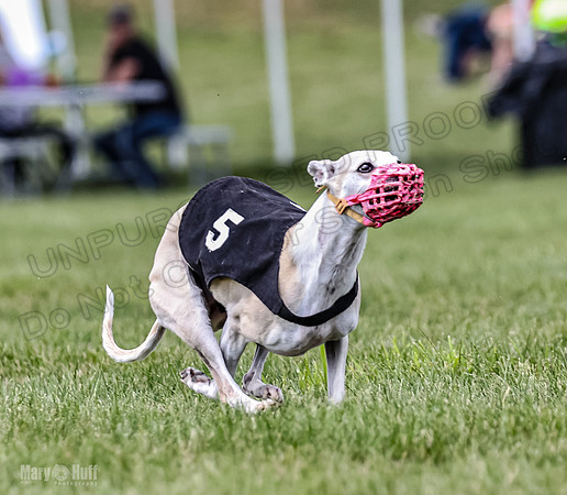 Program 2, Race 2 Gambit Fia Chuch Bolty Nathalia Trillian-1668