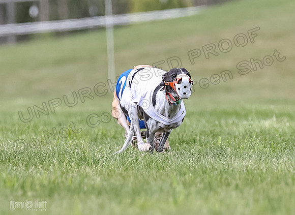 Program 2, Race 2 Gambit Fia Chuch Bolty Nathalia Trillian-1644