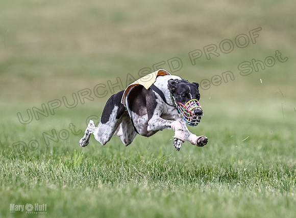 Program 2, Race 3 Roxy Tissy tina Denim Tusi-1711