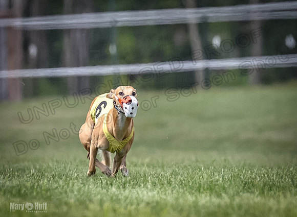 Program 2, Race 4 Sting Charlotte Riley Bogie Jethro-1735