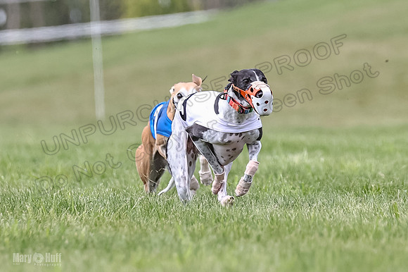 Program 2, Race 2 Gambit Fia Chuch Bolty Nathalia Trillian-1645
