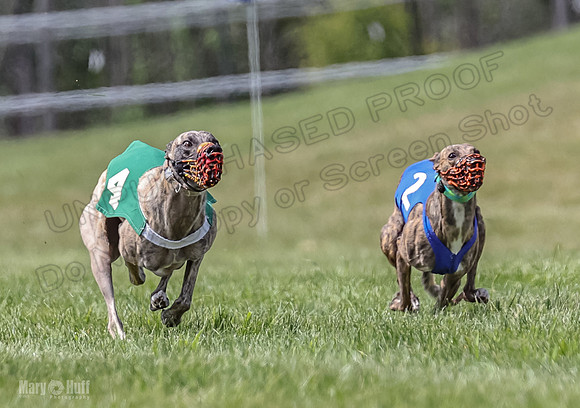 Program 2, Race 8 Talim Tristan Tara Veela Frankie Eagle-1900