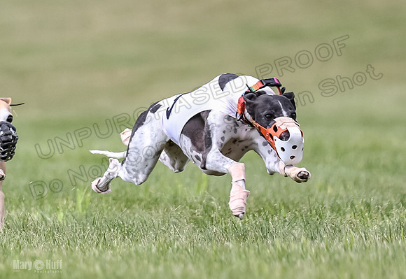 Program 2, Race 2 Gambit Fia Chuch Bolty Nathalia Trillian-1651