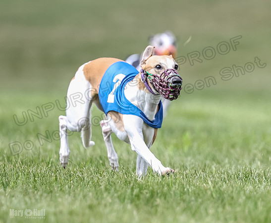 Program 2, Race 5 Pearl Piper Jett Blaze Zelda-1769