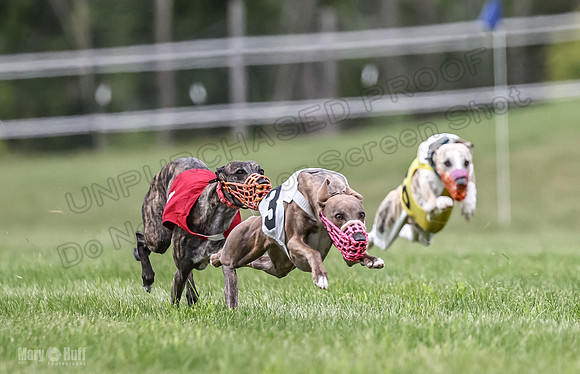 Program 2, Race 8 Talim Tristan Tara Veela Frankie Eagle-1860