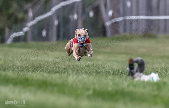 Program 2, Race 3 Roxy Tissy tina Denim Tusi-1699