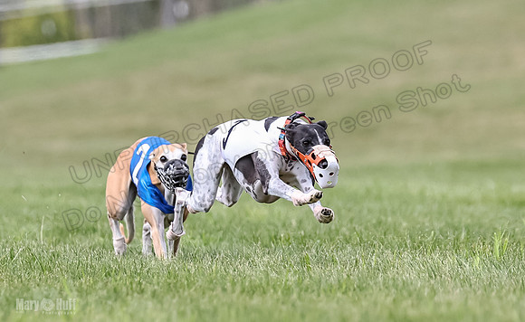 Program 2, Race 2 Gambit Fia Chuch Bolty Nathalia Trillian-1647