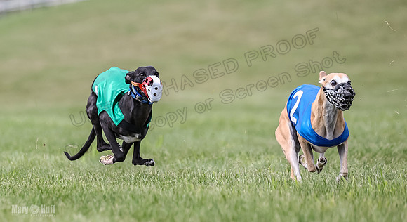 Program 2, Race 2 Gambit Fia Chuch Bolty Nathalia Trillian-1653