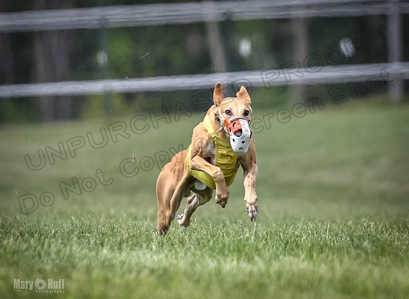Program 2, Race 4 Sting Charlotte Riley Bogie Jethro-1737
