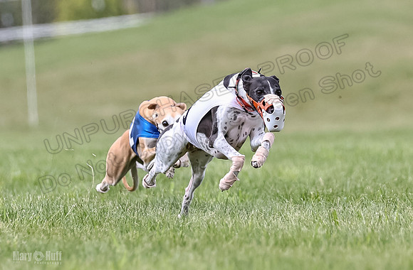 Program 2, Race 2 Gambit Fia Chuch Bolty Nathalia Trillian-1646