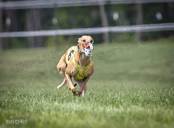 Program 2, Race 4 Sting Charlotte Riley Bogie Jethro-1736