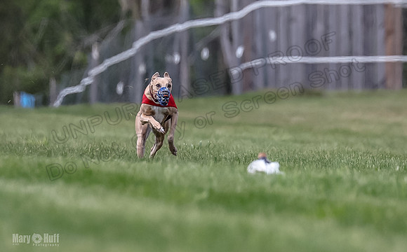 Program 2, Race 3 Roxy Tissy tina Denim Tusi-1698