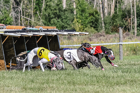 Program 1, Race 2 Jett Bolty Smokey Nathalia Zen Clover-0874