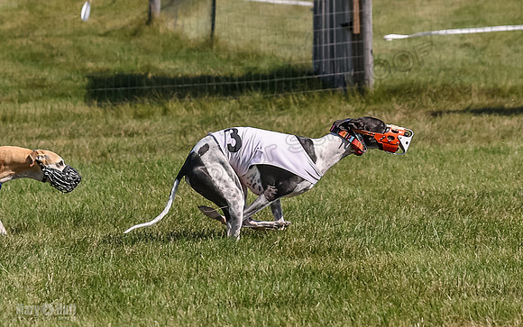Program 1, Race 4 Charlotte Fia Chuck Bandit Blaze Denim-1012