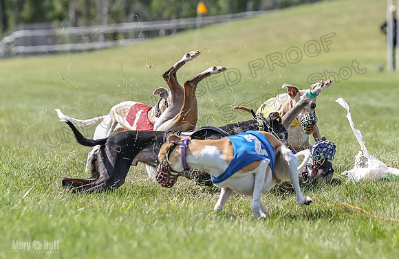 Program 3, Race 5 Sadie Piper TheFonz Bandit Zelda-2298