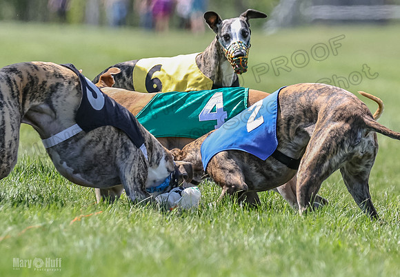 Program 3, Race 2 Roxy Tina Nathalia Fia Denim Charlotte-2165