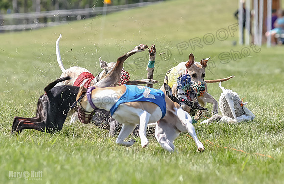 Program 3, Race 5 Sadie Piper TheFonz Bandit Zelda-2299