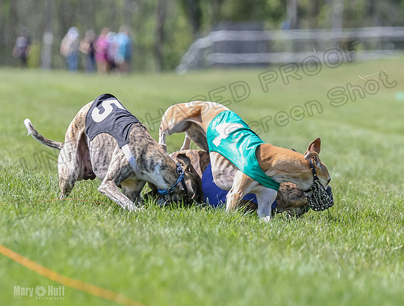 Program 3, Race 2 Roxy Tina Nathalia Fia Denim Charlotte-2159
