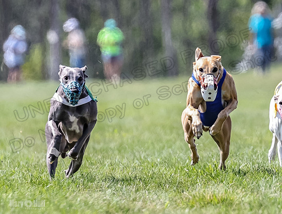 Program 3, Race 4 Bogie Jethro Sting Gambit Tissy-2229