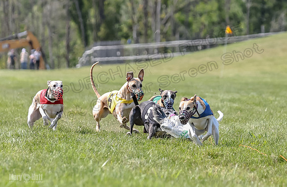 Program 3, Race 5 Sadie Piper TheFonz Bandit Zelda-2289