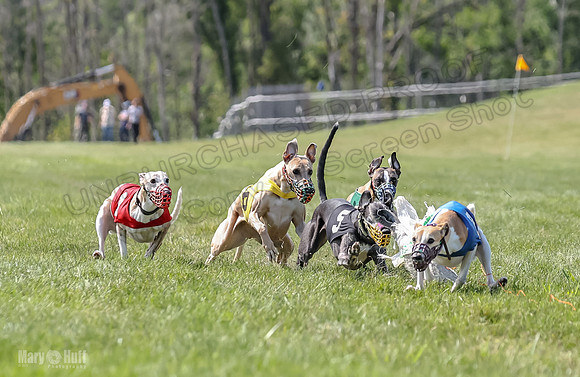Program 3, Race 5 Sadie Piper TheFonz Bandit Zelda-2288