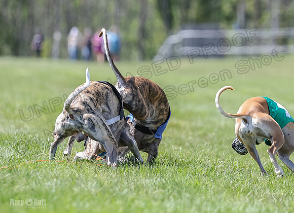 Program 3, Race 2 Roxy Tina Nathalia Fia Denim Charlotte-2161