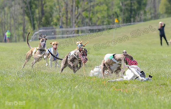 Program 3, Race 7 EllieMae Conway Talim Tara Tristan Meatloaf-2388