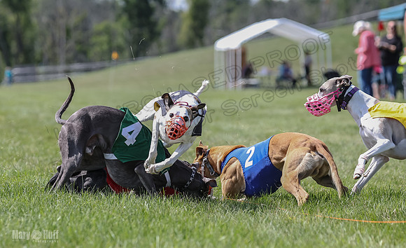 Program 3, Race 4 Bogie Jethro Sting Gambit Tissy-2259