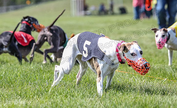 Program 3, Race 4 Bogie Jethro Sting Gambit Tissy-2263