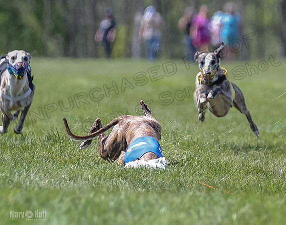 Program 3, Race 2 Roxy Tina Nathalia Fia Denim Charlotte-2129