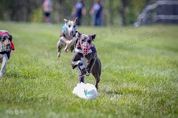 Program 3, Race 3 Tusi Trillian Blaze Sneakers Jett-2188