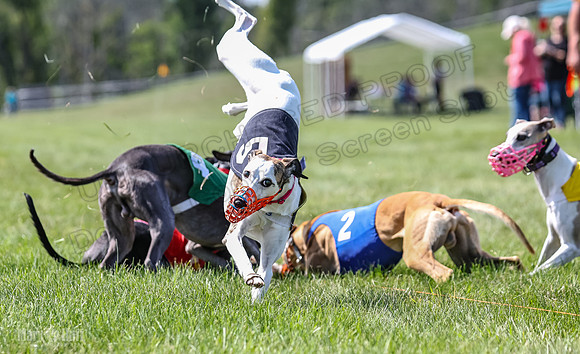 Program 3, Race 4 Bogie Jethro Sting Gambit Tissy-2261