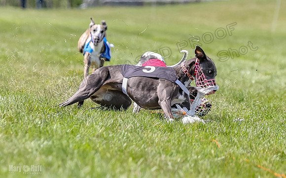 Program 3, Race 3 Tusi Trillian Blaze Sneakers Jett-2192