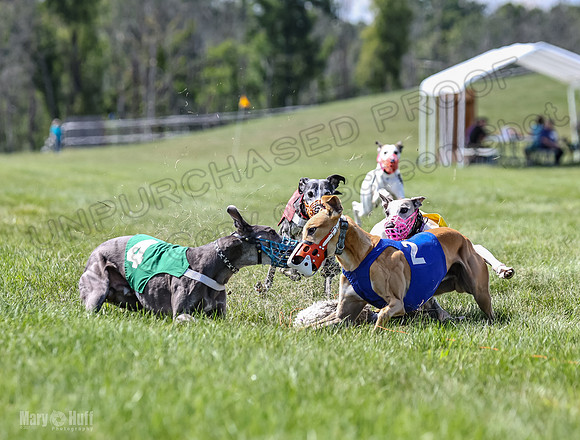 Program 3, Race 4 Bogie Jethro Sting Gambit Tissy-2249
