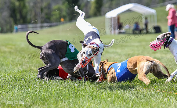 Program 3, Race 4 Bogie Jethro Sting Gambit Tissy-2260