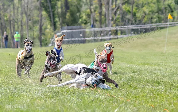 Program 3, Race 7 EllieMae Conway Talim Tara Tristan Meatloaf-2382