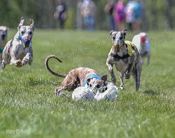 Program 3, Race 2 Roxy Tina Nathalia Fia Denim Charlotte-2132
