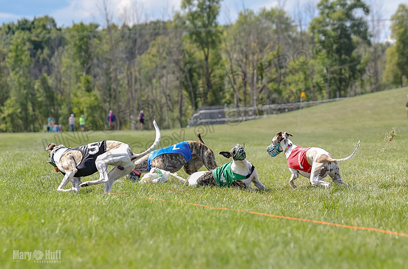 Program 3, Race 6 Shimmy Zeeka Frankie Eagle Pearl-2355