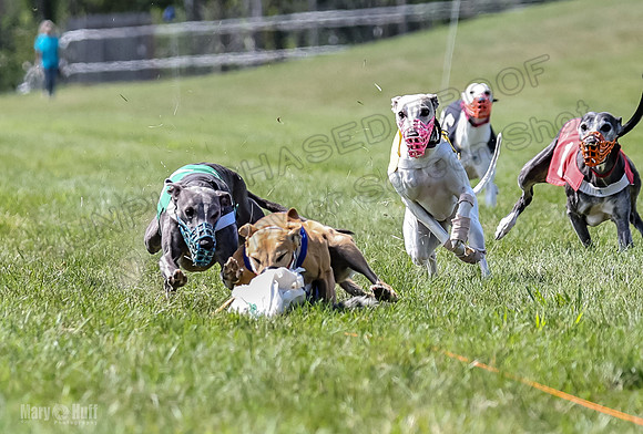 Program 3, Race 4 Bogie Jethro Sting Gambit Tissy-2245