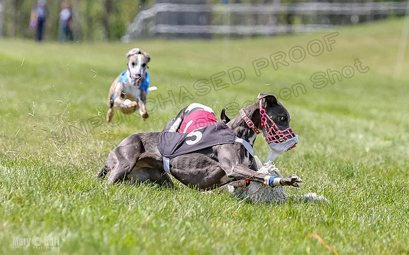 Program 3, Race 3 Tusi Trillian Blaze Sneakers Jett-2191