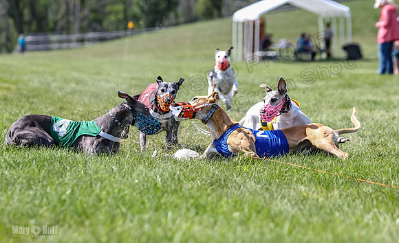 Program 3, Race 4 Bogie Jethro Sting Gambit Tissy-2250